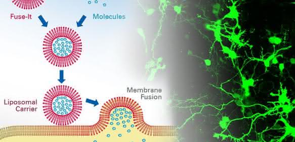 mRNA-Transfer mRNA-Transfer