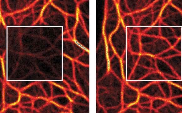 Die Protected STED-Technologie (rechts) verringert das Ausbleichen von Farbstoffen im Vergleich zu herkömmlicher Fluoreszenzmikroskopie (links) © Nat. Photon., 2016. Die Protected STED-Technologie (rechts) verringert das Ausbleichen von Farbstoffen im Vergleich zu herkömmlicher Fluoreszenzmikroskopie (links) © Nat. Photon., 2016.