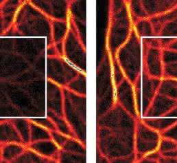 Die Protected STED-Technologie (rechts) verringert das Ausbleichen von Farbstoffen im Vergleich zu herkömmlicher Fluoreszenzmikroskopie (links) © Nat. Photon., 2016. Die Protected STED-Technologie (rechts) verringert das Ausbleichen von Farbstoffen im Vergleich zu herkömmlicher Fluoreszenzmikroskopie (links) © Nat. Photon., 2016.