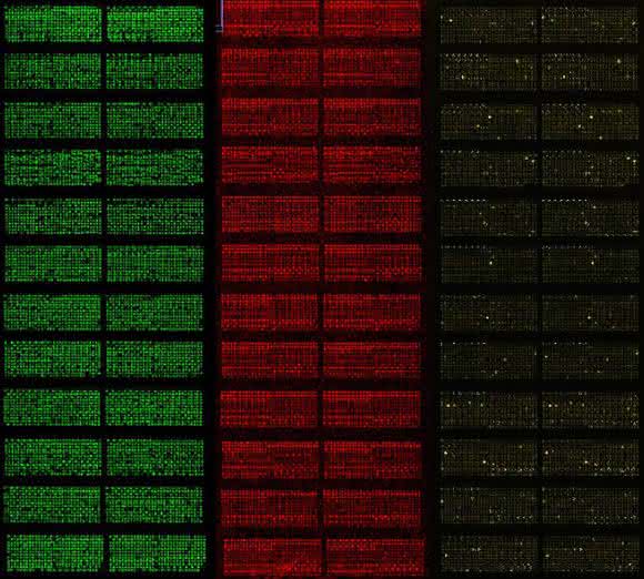 Protein-Microarrays ermöglichen es, tausende Proteine in einem einzigen Experiment zu studieren. Microarrays sind wenige Zentimeter groß und haben tausende Testfelder auf kleinstem Raum (Foto: TUM/Falter-Braun) Protein-Microarrays ermöglichen es, tausende Proteine in einem einzigen Experiment zu studieren. Microarrays sind wenige Zentimeter groß und haben tausende Testfelder auf kleinstem Raum (Foto: TUM/Falter-Braun)