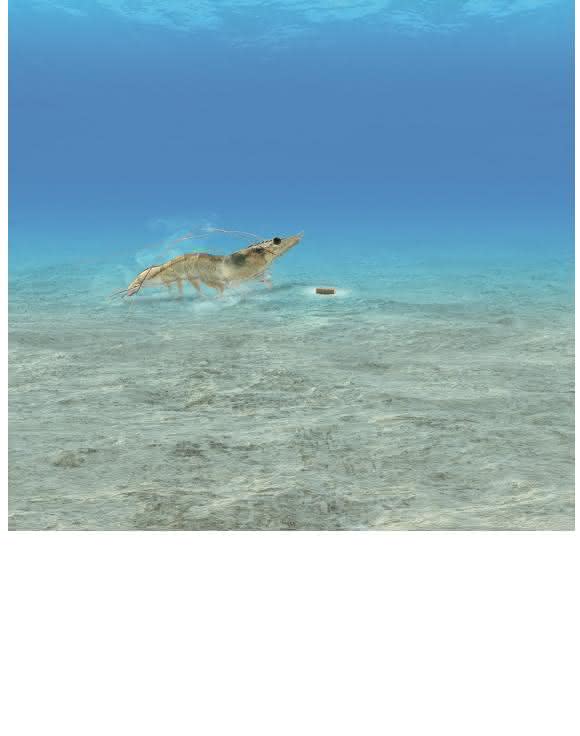 Garnelenfutter: AQUAVI® Met-Met trägt zu einer hocheffizienten und nachhaltigen Ernährung von Garnelen in Aquakulturen bei. Es  minimiert den Verbrauch an Fischmehl im Futter und entlastet die Gewässer. Im Bild (Montage): eine Whiteleg-Garnele (Litopenaeus vannamei) vor einem Futterpellet.