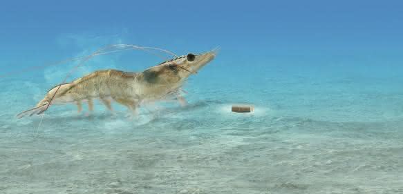 Garnelenfutter: AQUAVI® Met-Met trägt zu einer hocheffizienten und nachhaltigen Ernährung von Garnelen in Aquakulturen bei. Es  minimiert den Verbrauch an Fischmehl im Futter und entlastet die Gewässer. Im Bild (Montage): eine Whiteleg-Garnele (Litopenaeus vannamei) vor einem Futterpellet.