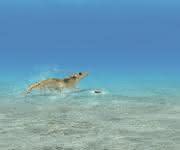 Garnelenfutter: AQUAVI® Met-Met trägt zu einer hocheffizienten und nachhaltigen Ernährung von Garnelen in Aquakulturen bei. Es minimiert den Verbrauch an Fischmehl im Futter und entlastet die Gewässer. Im Bild (Montage): eine Whiteleg-Garnele (Litopenaeus vannamei) vor einem Futterpellet. Garnelenfutter: AQUAVI® Met-Met trägt zu einer hocheffizienten und nachhaltigen Ernährung von Garnelen in Aquakulturen bei. Es minimiert den Verbrauch an Fischmehl im Futter und entlastet die Gewässer. Im Bild (Montage): eine Whiteleg-Garnele (Litopenaeus vannamei) vor einem Futterpellet.