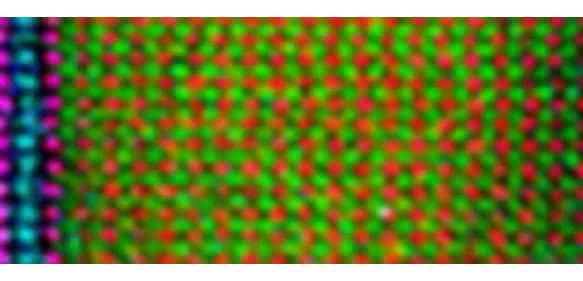 Mit Hilfe der EELS-Elektronenspektroskopie lassen sich im Rasterelektronenmikroskop die einzelnen Atome in der Heterostruktur kartieren: Die supraleitenden YBaCuO-Regionen sind an Yttrium (Blau) und Kupfer (pink) erkennbar, während in der ferromagnetischen Schicht Mangan (grün) und Lanthan (rot) eingebaut ist. (Bild: MPI Stuttgart)