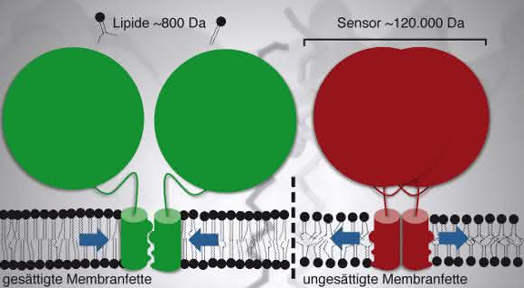 Während eine Membran aus gesättigten Membranfetten den Sensor aktiviert (grün) und die Synthese ungesättigter Fettsäuren anregt, führt die lockere Packung der ungesättigten Membranfette zur Inaktivierung des Sensors. Dabei drehen sich die Zylinder-förmigen Messfühler in der Membran überaus leichtgängig gegeneinander, so dass ihre raue Oberfläche entweder nach innen (grün) oder nach außen (rot) zeigt. Der Kampf von David, ein Membranfett von 800 Dalton (1 Dalton entspricht der Masse von einem Wasserstoffatom) gegen Goliath, ein Sensor von 120000 Dalton, wird durch kollektive Kräfte in der Membran (blaue Pfeile) entschieden. (Urheber: Robert Ernst)