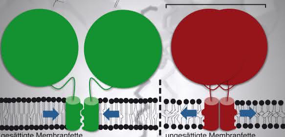 Während eine Membran aus gesättigten Membranfetten den Sensor aktiviert (grün) und die Synthese ungesättigter Fettsäuren anregt, führt die lockere Packung der ungesättigten Membranfette zur Inaktivierung des Sensors. Dabei drehen sich die Zylinder-förmigen Messfühler in der Membran überaus leichtgängig gegeneinander, so dass ihre raue Oberfläche entweder nach innen (grün) oder nach außen (rot) zeigt. Der Kampf von David, ein Membranfett von 800 Dalton (1 Dalton entspricht der Masse von einem Wasserstoffatom) gegen Goliath, ein Sensor von 120000 Dalton, wird durch kollektive Kräfte in der Membran (blaue Pfeile) entschieden. (Urheber: Robert Ernst)