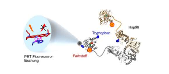 Die Kombination aus Farbstoffmolekül und Tryptophan liefert bisher ungekannte Einblicke in die Bewegungen des Proteins Hsp90. (Grafik: Hannes Neuweiler)