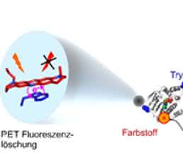 Die Kombination aus Farbstoffmolekül und Tryptophan liefert bisher ungekannte Einblicke in die Bewegungen des Proteins Hsp90. (Grafik: Hannes Neuweiler) Die Kombination aus Farbstoffmolekül und Tryptophan liefert bisher ungekannte Einblicke in die Bewegungen des Proteins Hsp90. (Grafik: Hannes Neuweiler)