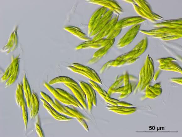 Ankistrodesmus densus