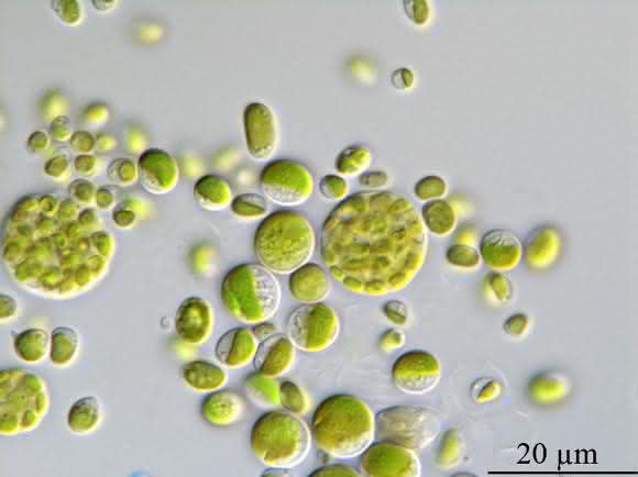 Pseudochlorella pringsheimii Pseudochlorella pringsheimii