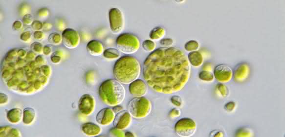 Pseudochlorella pringsheimii Pseudochlorella pringsheimii