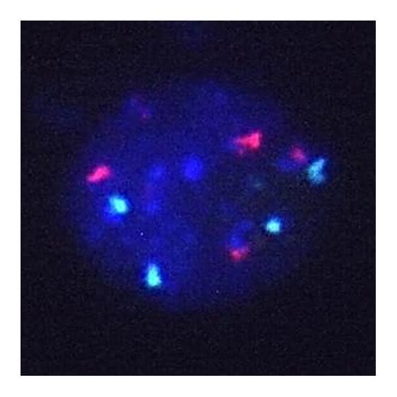 Zellkern von Arabidopsis thaliana