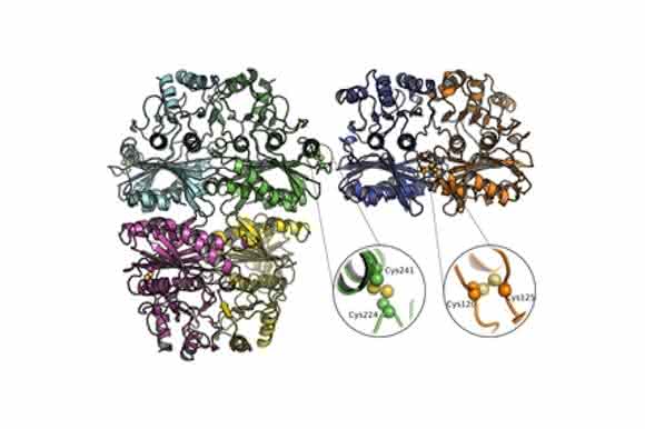Atomare Details der zwei Enzyme FBPase and SBPase. (Quelle: Oliver Einsle/Universität Freiburg) Atomare Details der zwei Enzyme FBPase and SBPase. (Quelle: Oliver Einsle/Universität Freiburg)
