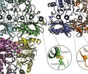 Atomare Details der zwei Enzyme FBPase and SBPase. (Quelle: Oliver Einsle/Universität Freiburg)