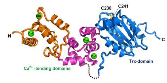Das neu entdeckte Protein „Calredoxin" grafisch dargestellt. (Copyright: WWU / AG Hippler)