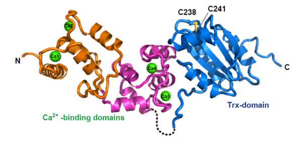 Das neu entdeckte Protein „Calredoxin" grafisch dargestellt. (Copyright: WWU / AG Hippler)