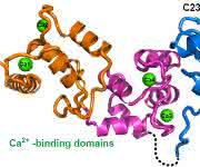 Das neu entdeckte Protein „Calredoxin" grafisch dargestellt. (Copyright: WWU / AG Hippler)