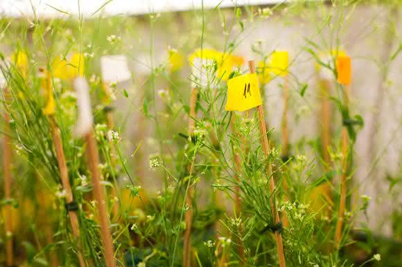 Im „1001 Genome Project“ wurden Genomsequenzen von über 1000 Arabidopsis-Exemplaren analysiert. (Foto: Jörg Abendroth / Max-Planck-Institut für Entwicklungsbiologie)