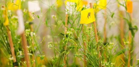 Im „1001 Genome Project“ wurden Genomsequenzen von über 1000 Arabidopsis-Exemplaren analysiert. (Foto: Jörg Abendroth / Max-Planck-Institut für Entwicklungsbiologie)