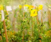 Im „1001 Genome Project“ wurden Genomsequenzen von über 1000 Arabidopsis-Exemplaren analysiert. (Foto: Jörg Abendroth / Max-Planck-Institut für Entwicklungsbiologie)
