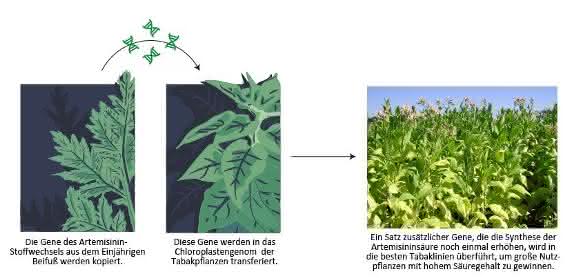 Neue Methoden der Pflanzenbiotechnologie könnten die kostengünstige Massenproduktion eines Malariamedikaments ermöglichen. Durch den Transfer von Genen des Einjährigen Beifuß in Tabak kann die natürlich vorkommende Artemisininsäure in großem Maßstab produziert werden. (© Fuentes et al., eLife) Neue Methoden der Pflanzenbiotechnologie könnten die kostengünstige Massenproduktion eines Malariamedikaments ermöglichen. Durch den Transfer von Genen des Einjährigen Beifuß in Tabak kann die natürlich vorkommende Artemisininsäure in großem Maßstab produziert werden. (© Fuentes et al., eLife)