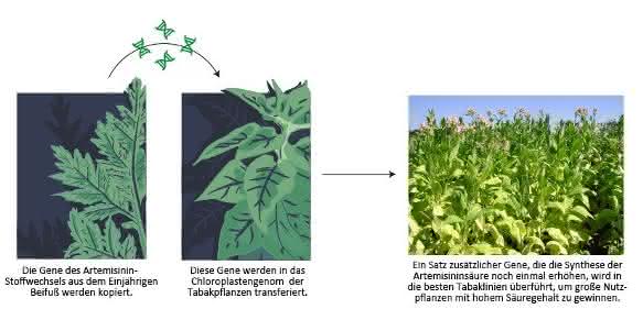Neue Methoden der Pflanzenbiotechnologie könnten die kostengünstige Massenproduktion eines Malariamedikaments ermöglichen. Durch den Transfer von Genen des Einjährigen Beifuß in Tabak kann die natürlich vorkommende Artemisininsäure in großem Maßstab produziert werden. (© Fuentes et al., eLife)
