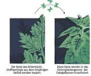 Neue Methoden der Pflanzenbiotechnologie könnten die kostengünstige Massenproduktion eines Malariamedikaments ermöglichen. Durch den Transfer von Genen des Einjährigen Beifuß in Tabak kann die natürlich vorkommende Artemisininsäure in großem Maßstab produziert werden. (© Fuentes et al., eLife) Neue Methoden der Pflanzenbiotechnologie könnten die kostengünstige Massenproduktion eines Malariamedikaments ermöglichen. Durch den Transfer von Genen des Einjährigen Beifuß in Tabak kann die natürlich vorkommende Artemisininsäure in großem Maßstab produziert werden. (© Fuentes et al., eLife)