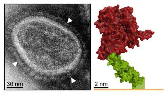 Links: EM-Aufnahme der Genfähre mit Hüllproteinen (Pfeile). Rechts: Struktur eines Oberflächenrezeptors (Her2/neu). Bindung der Genfähre im grünen Bereich ermöglicht Membranfusion und Gentransfer. (Quelle: Bender RR et al.: PLOS Pathog. 09. Juni 2016 und PEI)