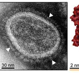 Links: EM-Aufnahme der Genfähre mit Hüllproteinen (Pfeile). Rechts: Struktur eines Oberflächenrezeptors (Her2/neu). Bindung der Genfähre im grünen Bereich ermöglicht Membranfusion und Gentransfer. (Quelle: Bender RR et al.: PLOS Pathog. 09. Juni 2016 und PEI)