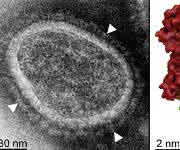 Links: EM-Aufnahme der Genfähre mit Hüllproteinen (Pfeile). Rechts: Struktur eines Oberflächenrezeptors (Her2/neu). Bindung der Genfähre im grünen Bereich ermöglicht Membranfusion und Gentransfer. (Quelle: Bender RR et al.: PLOS Pathog. 09. Juni 2016 und PEI)