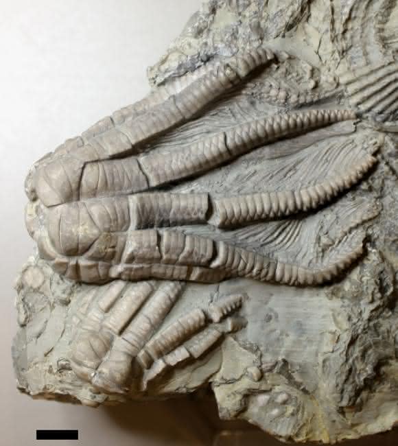 Fossiler Kelch eines Encrinus liliiformis. Maßstab: 1 cm. (Abbildung: Dynowski et al.)