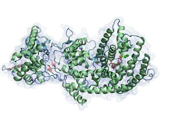 Taxadien Synthase mit dem Substrat Geranylgeranyldiphosphat in der aktiven Tasche des Enzymes. Die grünen Punkte zeigen die katalytisch relevanten Mg2+-Ionen, die an der inititialen Hydrolyse des Phosphatrestes beteiligt sind. (Bild: Max Hirte / TUM)