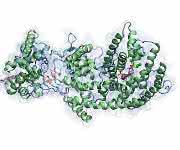 Taxadien Synthase mit dem Substrat Geranylgeranyldiphosphat in der aktiven Tasche des Enzymes. Die grünen Punkte zeigen die katalytisch relevanten Mg2+-Ionen, die an der inititialen Hydrolyse des Phosphatrestes beteiligt sind. (Bild: Max Hirte / TUM)