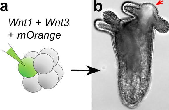Injektion von DNA-Konstrukten kodierend für zwei Wnt Proteine, Wnt1 und Wnt3, in eine einzelne Zelle des aus 8 Zellen bestehenden Embryos verursacht die Entwicklung einer zusätzlichen Körperachse. (Copyright: Modifiziert nach Kraus et al., 2016, Universität Wien)