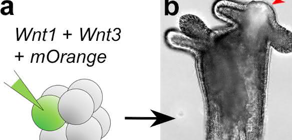 Injektion von DNA-Konstrukten kodierend für zwei Wnt Proteine, Wnt1 und Wnt3, in eine einzelne Zelle des aus 8 Zellen bestehenden Embryos verursacht die Entwicklung einer zusätzlichen Körperachse. (Copyright: Modifiziert nach Kraus et al., 2016, Universität Wien)