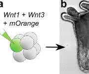 Injektion von DNA-Konstrukten kodierend für zwei Wnt Proteine, Wnt1 und Wnt3, in eine einzelne Zelle des aus 8 Zellen bestehenden Embryos verursacht die Entwicklung einer zusätzlichen Körperachse. (Copyright: Modifiziert nach Kraus et al., 2016, Universität Wien)