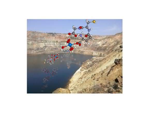 Wird Uran in das Molekül Glutathion eingebaut, sinkt die chemische Toxizität des Schwermetalls. (Collage: Karim Fahmy / HZDR)