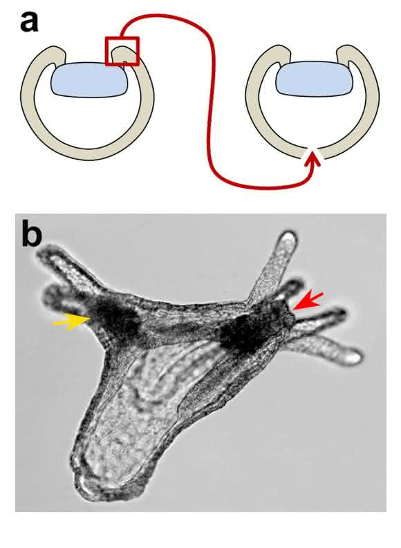 Die Transplantation eines Fragments des Urmund-Organisators verursacht die Bildung einer sekundären Körperachse. (Copyright: Modifiziert nach Kraus et al., 2016, Universität Wien)