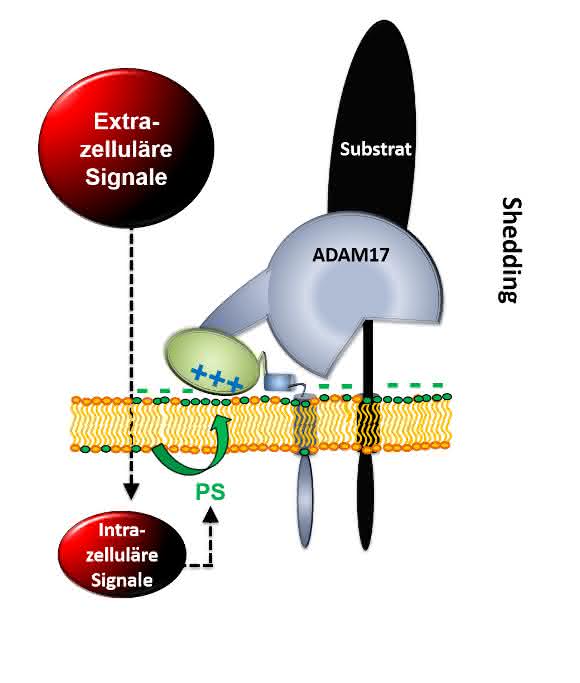 Extrazelluläre Signale führen dazu, dass das negativ geladene Phospholipid Phosphatidylserin (PS) von der Innenseite der Membran nach außen kommt. Die Protease ADAM17 kann in diesem Moment mit PS elektrostatisch interagieren und wird so in die Lage versetzt, Substrate (z.B. TNF-α) freizusetzen. Durch Freisetzung von TNF α werden Entzündungsreaktionen in unserem Körper entscheidend beeinflusst. (Grafik: Dr. Anselm Sommer)