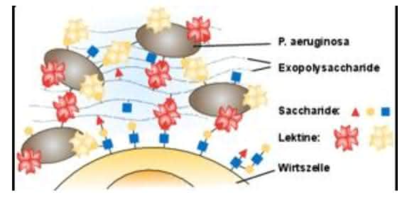 Biofilme
