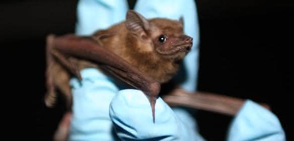 Fledermausart Coleura afra