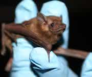 Fledermausart Coleura afra Fledermausart Coleura afra