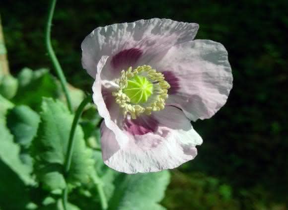Schlafmohn Papaver somniferum