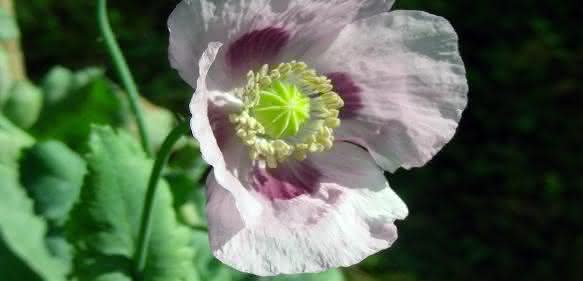 Schlafmohn Papaver somniferum