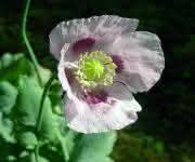 Schlafmohn Papaver somniferum