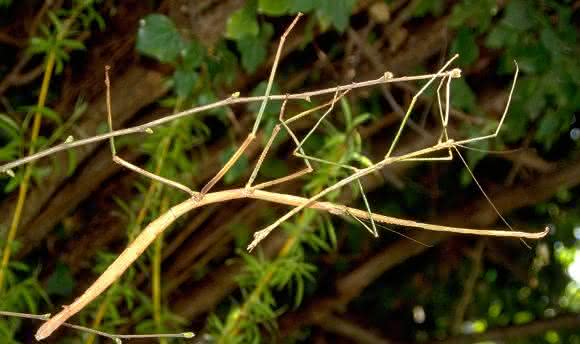 Stabschrecke Phobaeticus serratipes