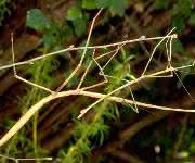 Stabschrecke Phobaeticus serratipes