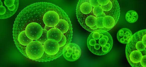 Photobiotechnologie Photobiotechnologie