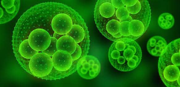 Photobiotechnologie Photobiotechnologie