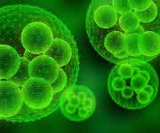 Photobiotechnologie